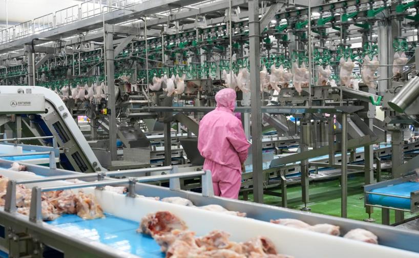 安徽固鎮 一只雞的數智化“雞遇”日用品